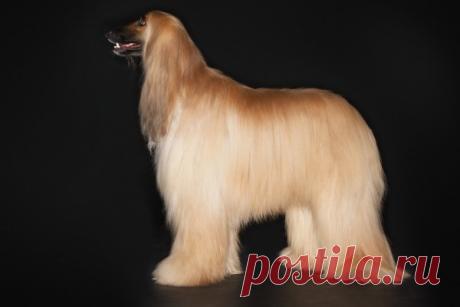 Афганская борзая собака (афган): описание породы, характер и условия содержания