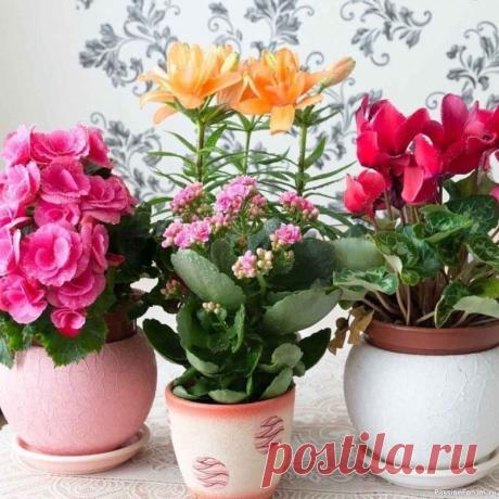 Стимулятор роста для комнатных растений