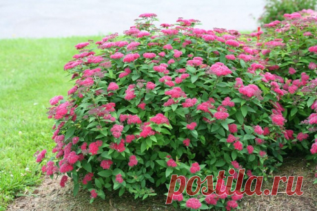 Спирея японская КАНТРИ РЕД 

Спирея японская Дартс Ред, она же таволга японская или бумальда, просто находка для начинающих дачников! Компактный декоративный кустик с длительным периодом цветения вырастет даже у начинающего садовода и будет радовать своей красотой на протяжении всего теплого сезона!
Листопадное растение с множеством ветвей. Морозостойкое и невосприимчивое к загазованности воздуха. Листва зеленая, при роспуске имеет красноватый оттенок. Соцветия плоские, со...