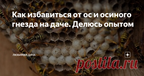Как избавиться от ос и осиного гнезда на даче. Делюсь опытом Вряд ли найдутся дачники, которые ни разу не сталкивались с осами на своем участке. Это далеко не самое приятное соседство, с которым мне приходилось уживаться. Постоянно приходится быть на стороже. Ведь оса в любой момент может укусить.
Сами по себе насекомые не проявляют агрессии первыми. Но если вы постараетесь уничтожить улей ос, то они вовсю будут его защищать.
Избавляться от таких соседей