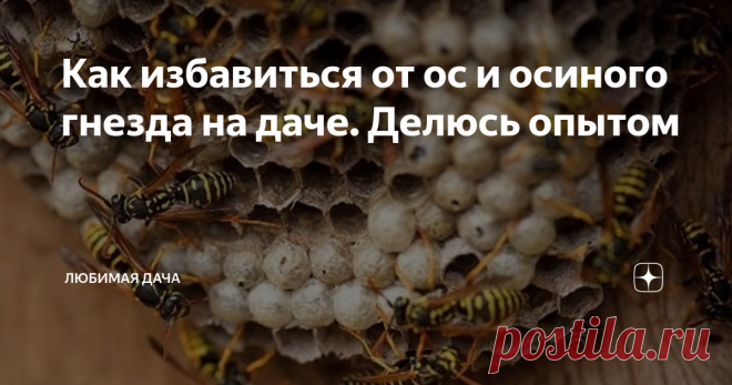 Как избавиться от ос и осиного гнезда на даче. Делюсь опытом Вряд ли найдутся дачники, которые ни разу не сталкивались с осами на своем участке. Это далеко не самое приятное соседство, с которым мне приходилось уживаться. Постоянно приходится быть на стороже. Ведь оса в любой момент может укусить.
Сами по себе насекомые не проявляют агрессии первыми. Но если вы постараетесь уничтожить улей ос, то они вовсю будут его защищать.
Избавляться от таких соседей