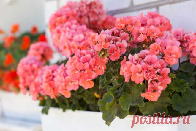 Как ухаживать за геранью в домашних условиях: королевской, ампельной, особенности выращивания, как поливать, когда пересаживать, способы размножения, советы для начинающих