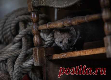 Mustelidae ☼ норки выдры хорьки | ВКонтакте