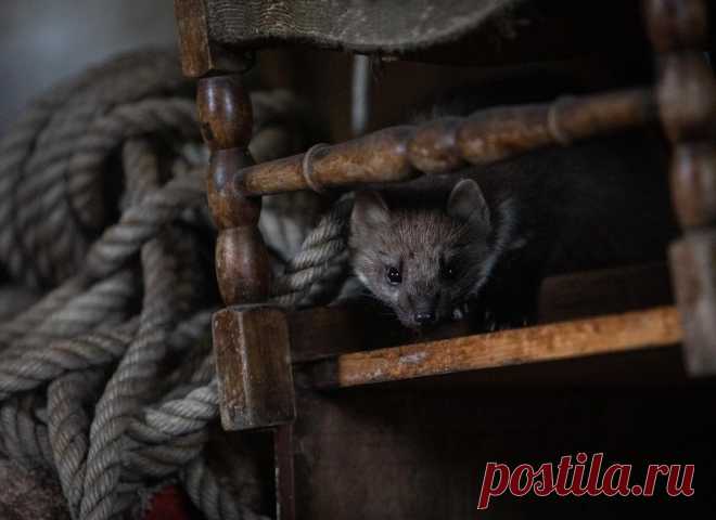 Mustelidae ☼ норки выдры хорьки | ВКонтакте