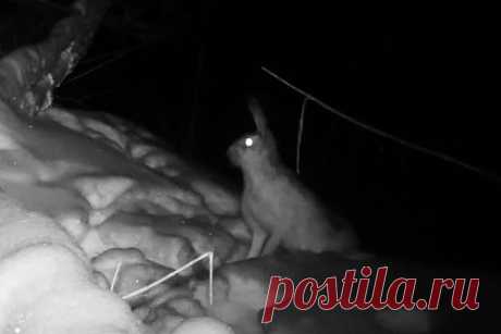 Ночные «забеги» зайцев в оренбургском нацпарке попали на видео. Фотоловушка, установленная на участке нацпарка «Бузулукский бор» в Оренбургской области, засняла ночные «забеги» зайцев. На видео попали два зайца. Они исследуют лесную территорию, а также бегают из стороны в сторону. В нацпарке объяснили, что зайцы мастерски запутывают свои следы, чтобы обмануть хищных животных.