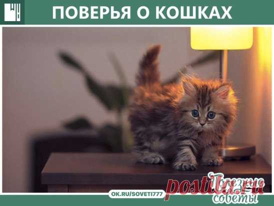 ПОВЕРЬЯ О КОШКАХ
- Если кошка сама приходит в дом, это значит, что она приносит счастье и отводит беду;
- Мужчина, любящий кошек, будет всегда любить свою жену;
- Кошка моется - гостей намывает (зазывает);
- Если кошка на человека тянется - обнову или выгоду сулит;
- Кошка считается хранительницей достатка;
-Когда кот чихает, ему надо говорить: «Будь здоров!», тогда зубы болеть не будут;
- Если к