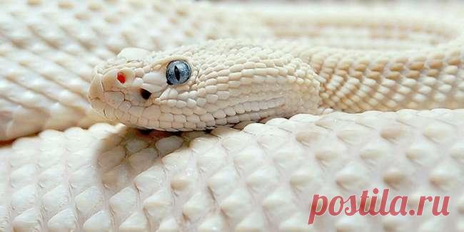 35 животных-альбиносов удивительной красоты . Тут забавно !!!