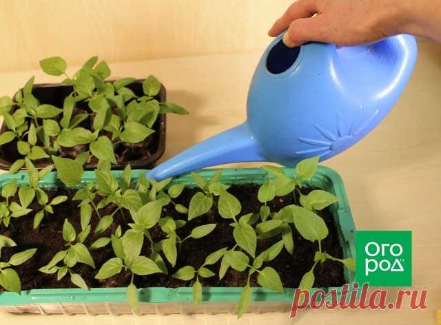 Лунный календарь 2021: выращивание перца и баклажанов | Перец, баклажаны (Огород.ru)