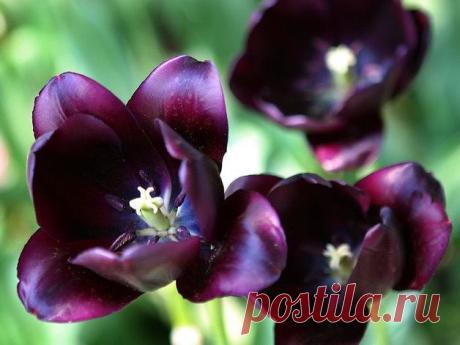 Приложение "Открытки"
Екатирина Зимова