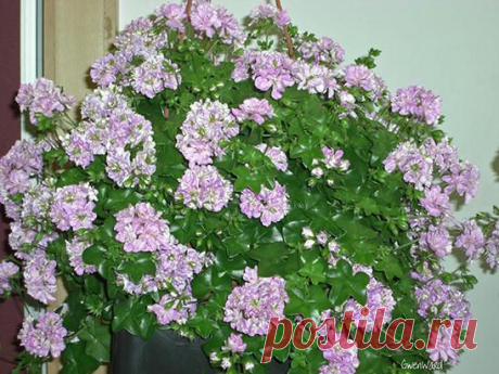 Пеларгония выращивание из семян