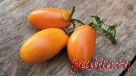 Выбираем сорта томатов для своего участка: пошаговая инструкция на Supersadovnik.ru Что нужно учесть при выборе сорта, чтобы помидоры были вкусными и радовали вас большими урожаями