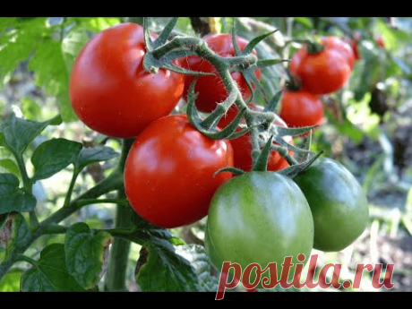 Уход за томатами, подвязка, пасынкование (Growing tomatoes, garter, pinching)