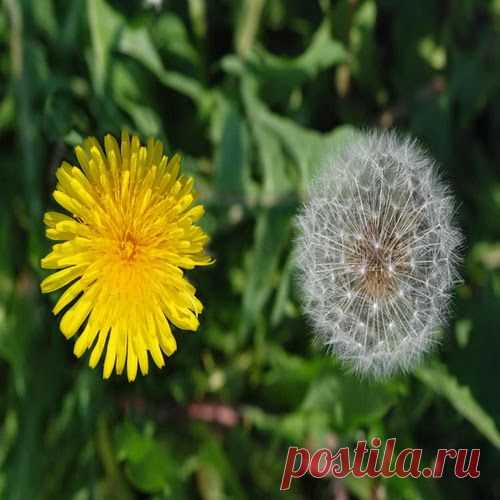 Одуванчик полевой лекарственный | Друг пенсионера