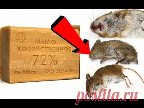 Как избавиться от мышей за 2 секунды!