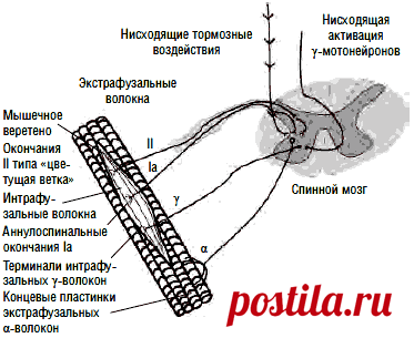 Сегментарные механизмы формирования мышечного спазма, спастичности и хронизации боли Опубликовано в:    «ВРАЧ» »» 5/2012   А. Баринов, кандидат медицинских наук    Первый МГМУ им. И.М. Сеченова        Обсуждаются вопросы взаимосвязи патогенеза боли и мышечного спазма, роль дефицита…