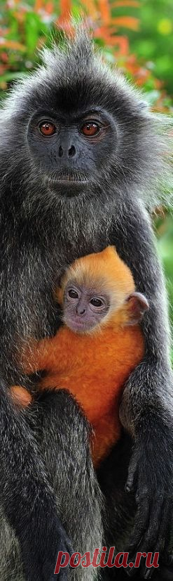 Gray Monkey with Baby | Wildlife