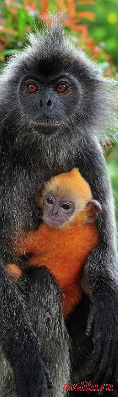Gray Monkey with Baby | Wildlife