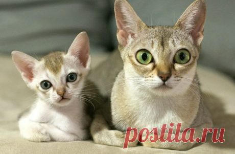 Самые маленькие породы КОШЕК: 8 вечных котят, которых не хочется отпускать с рук