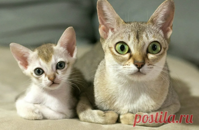 Самые маленькие породы КОШЕК: 8 вечных котят, которых не хочется отпускать с рук