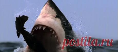 Съемка с берегов Южной Африки, где вода бурлит от тысяч морских котиков, а воздух звенит от многоголосой переклички чаек. Разумеется, без опасных хищников, которых приманивает легкая добыча, тут не обошлось.