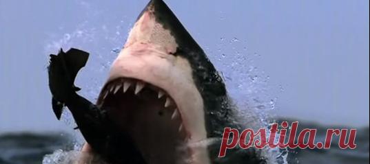 Съемка с берегов Южной Африки, где вода бурлит от тысяч морских котиков, а воздух звенит от многоголосой переклички чаек. Разумеется, без опасных хищников, которых приманивает легкая добыча, тут не обошлось.