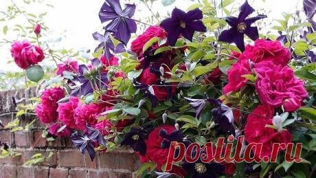 НАШАТЫРНЫЙ СПИРТ В БОРЬБЕ ЗА УРОЖАЙ

Оказывается, нашатырный спирт в борьбе за высокий урожай, может оказать нам ни одну услугу. Многие растения, такие как помидоры, огурцы, а также лилии, клематисы, герань, очень отзывчивы на подкормки в состав которых входит нашатырный спирт. В 4-5 литрах воды достаточно всего лишь растворить 50 мл нашатыря и в небольшом количестве подкормить растеньица после обильного полива.

Нашатырный спирт также является отличным средством в борьбе ...