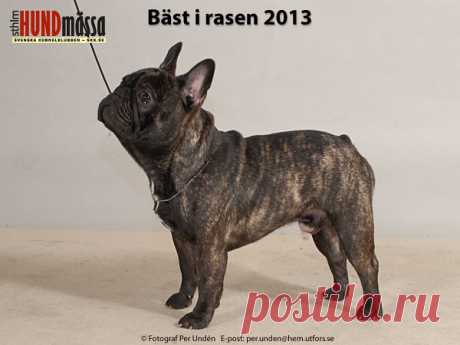 FRANSK BULLDOG Domare: KARLSDOTTER NINA  COLONEL HEDONIST DE ROYAL LASZATTI  Ägare: AHLBOM RENI, FI-10360 SVARTÅ, FINLAND Uppfödare: LASLO ATILA, SERBIEN