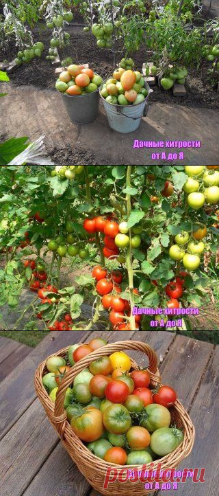 Хотите получать по два ведра томатов с куста?