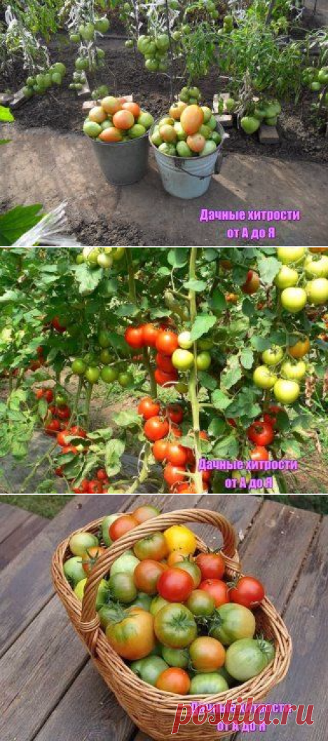 Хотите получать по два ведра томатов с куста?