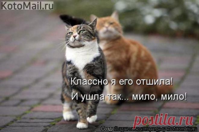 Ну и где ты гулял? | KotoMail.ru