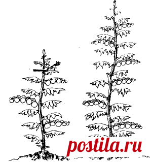 О прищипках и формировках