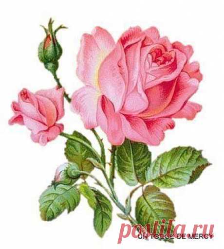 Patricia Rose приколол(а) это к доске Beautiful Rose art pictures | P…