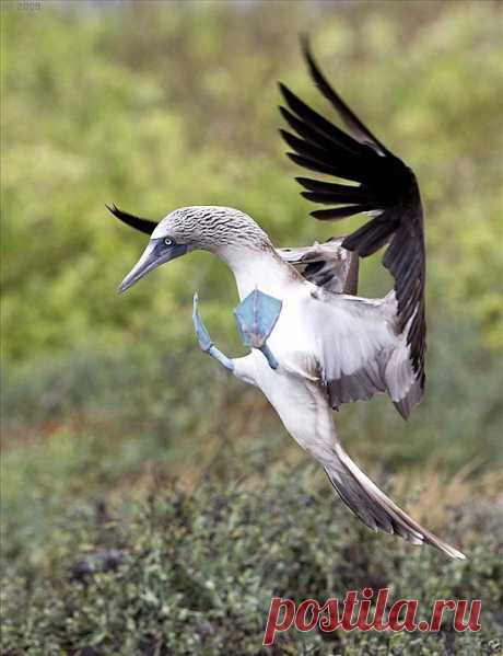 Необычная птица голубоногая олуша