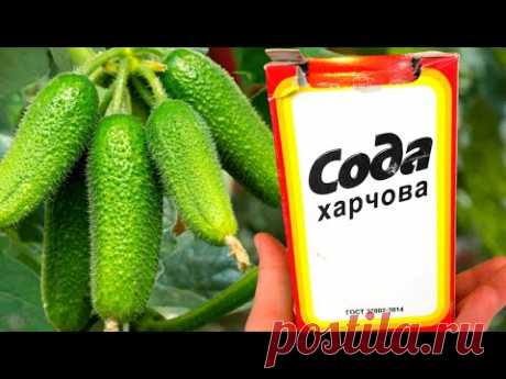 СРОЧНО ДАЙТЕ ОГУРЦАМ СОДУ И БУДЕТЕ СОБИРАТЬ УРОЖАЙ ВЕДРАМИ ДО ОСЕНИ!!! УХОД ЗА ОГУРЦАМИ!