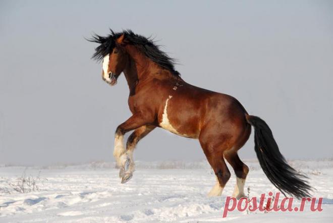 Тяжеловозы - самые большие и сильные лошади