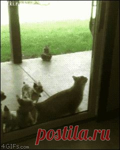 Кот у них за "пахана"...