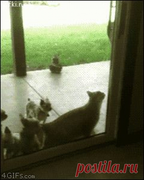 Кот у них за &quot;пахана&quot;...