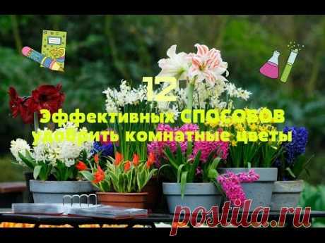 УДОБРЯЕМ Комнатные Растения Дешево! 12 ВИДОВ Отходов! - YouTube