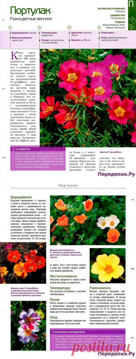 Портулак * Переделки.РуПеределки.Ру