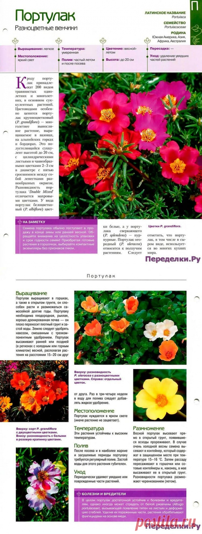 Портулак * Переделки.РуПеределки.Ру