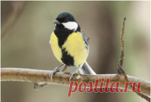 Международный день птиц в музее Куршской косы 
1 апреля 2017 г. Визит-центр «Музейный комплекс» Куршской косы (14,7 км) приглашает гостей и жителей Калининградской области на экологический праздник «Птичьи перезвоны» в честь Международного дня птиц. Программа дня:
9:00 - орнитологическая прогулка со специалистом Национального парка. 10:00 - экологическая акция по уборке побережья Куршского залива – её участники смогут посетить в этот день Визит-центр национального парка бесплатно...