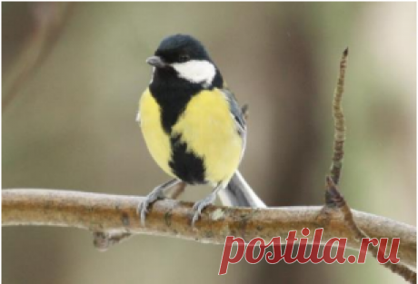 Международный день птиц в музее Куршской косы 
1 апреля 2017 г. Визит-центр «Музейный комплекс» Куршской косы (14,7 км) приглашает гостей и жителей Калининградской области на экологический праздник «Птичьи перезвоны» в честь Международного дня птиц. Программа дня:
9:00 - орнитологическая прогулка со специалистом Национального парка. 10:00 - экологическая акция по уборке побережья Куршского залива – её участники смогут посетить в этот день Визит-центр национального парка бесплатно...