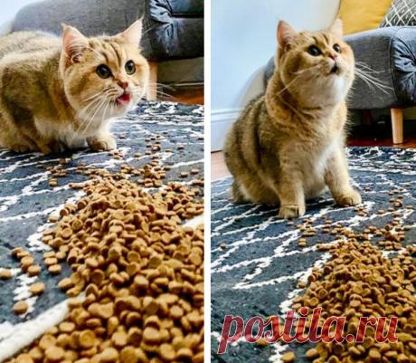 Драматические актёры из мира животных / Питомцы