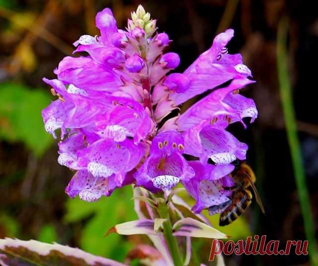 Физостегия «Вариегата» (Physostegia variegata).