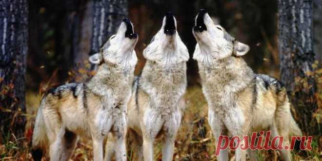 Как находить и отстреливать волчий выводок — советы