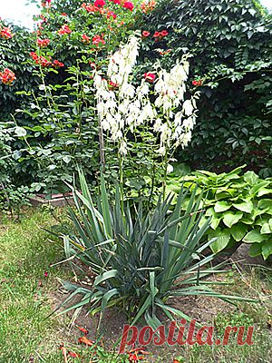 цветущая юкка  в загородном доме