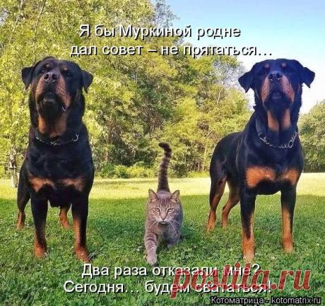 Котоматрица: Круть