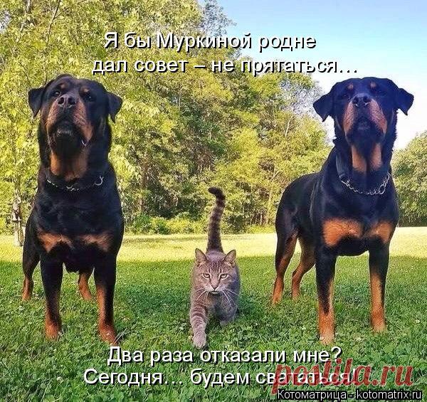 Котоматрица: Круть