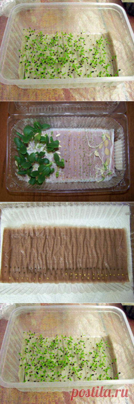 Очень интересный и простой способ проращивания семян