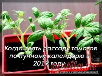 Когда сеять томаты на рассаду по лунному календарю в 2019 году

Томаты являются самыми распространёнными овощами у огородников, ведь они очень вкусные, подходят для салатов и консервирования. Но чтобы вырастить прекрасные помидоры необходимо заранее подготовится к их посадки, чтобы они успели созреть в срок. Посев лучше всего осуществлять учитывая сорт и лунный календарь.

Какие сорта томатов сажать:
Сверхранние сорта,
Ранние и среднеспелые сорта,
Поздние сорта.

Чтобы был...